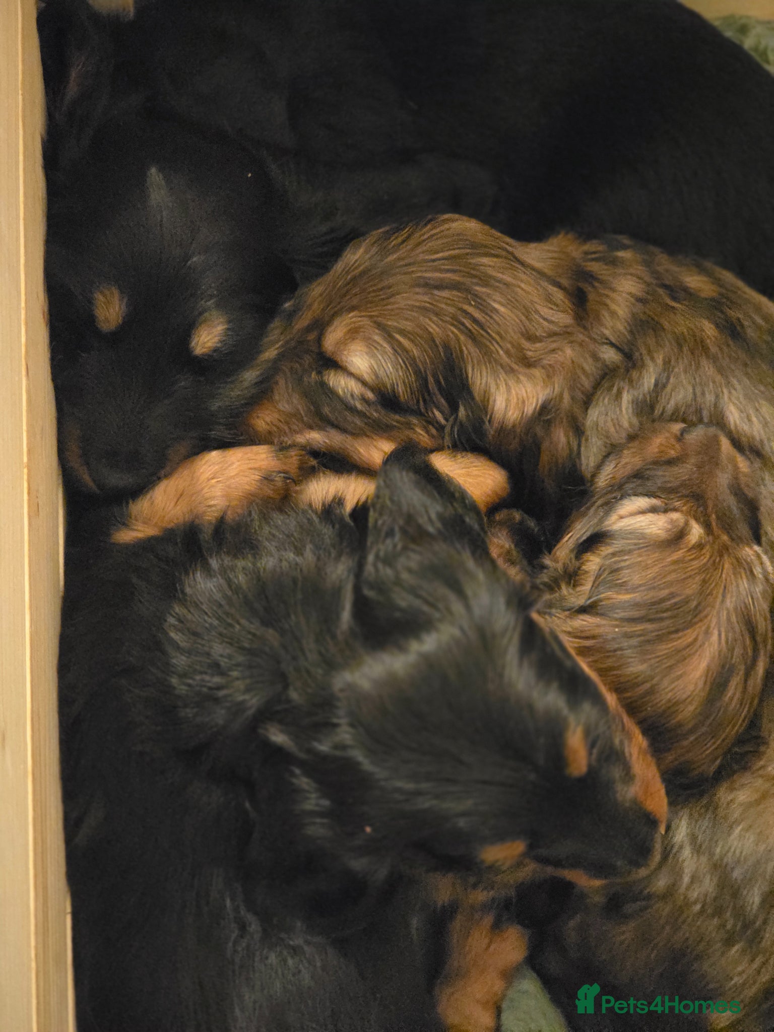 Miniature Dachshund dogs Longhaired 3Girls 1Boy - Advert 11
