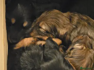 Miniature Dachshund dogs Longhaired 3Girls 1Boy - Advert 11