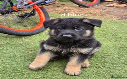 German Shepherd dogs for sale: German shepard pups - Image 6
