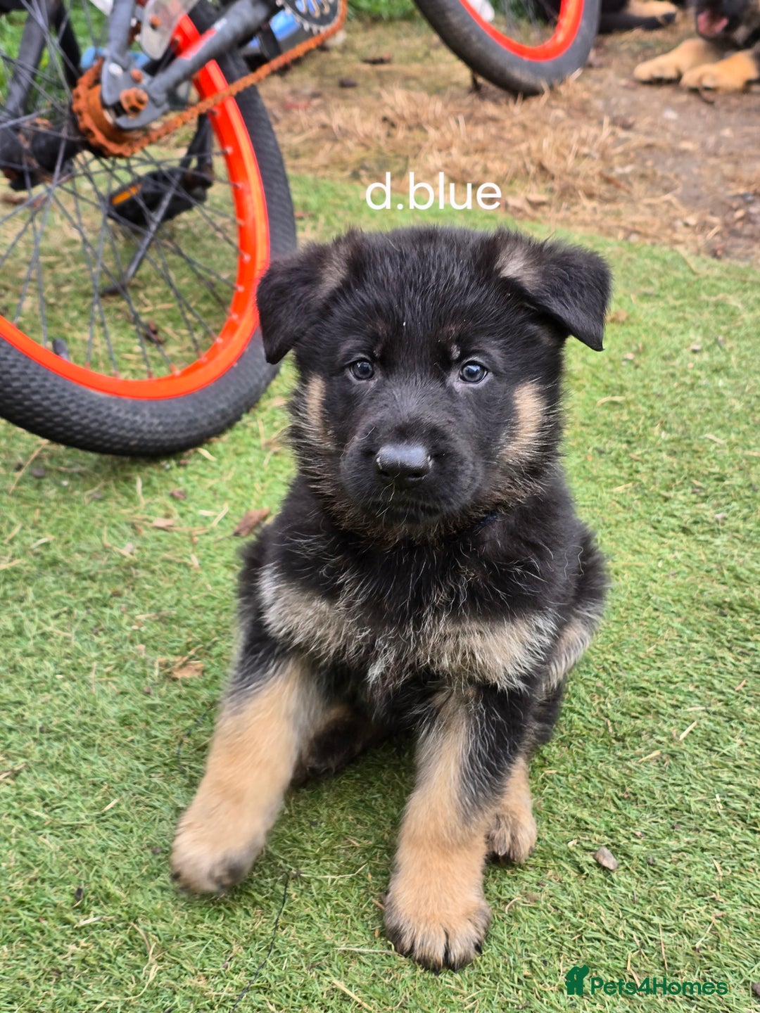 German Shepherd dogs for sale: German shepard pups - Image 6