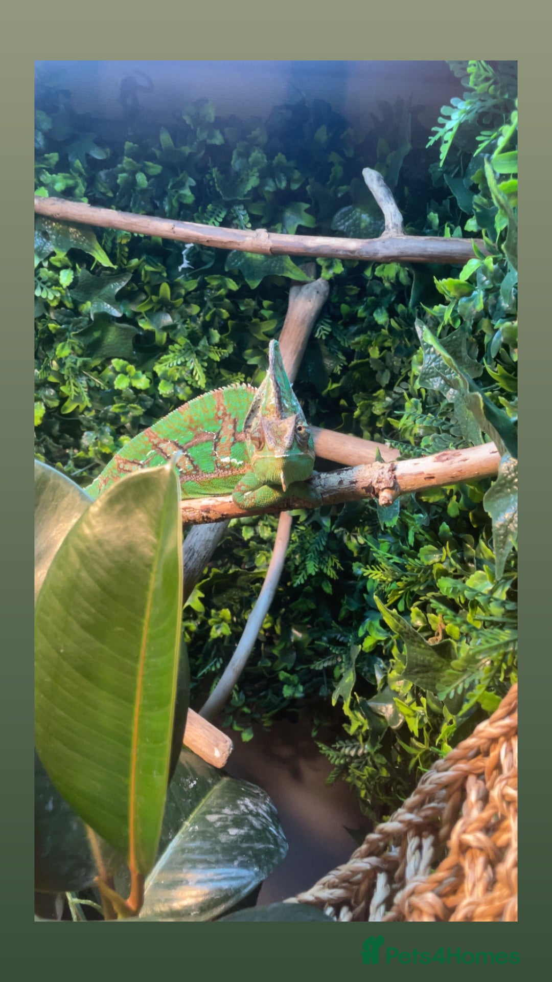 Chameleon reptiles for sale: Veiled chameleon with full set up - Image 3