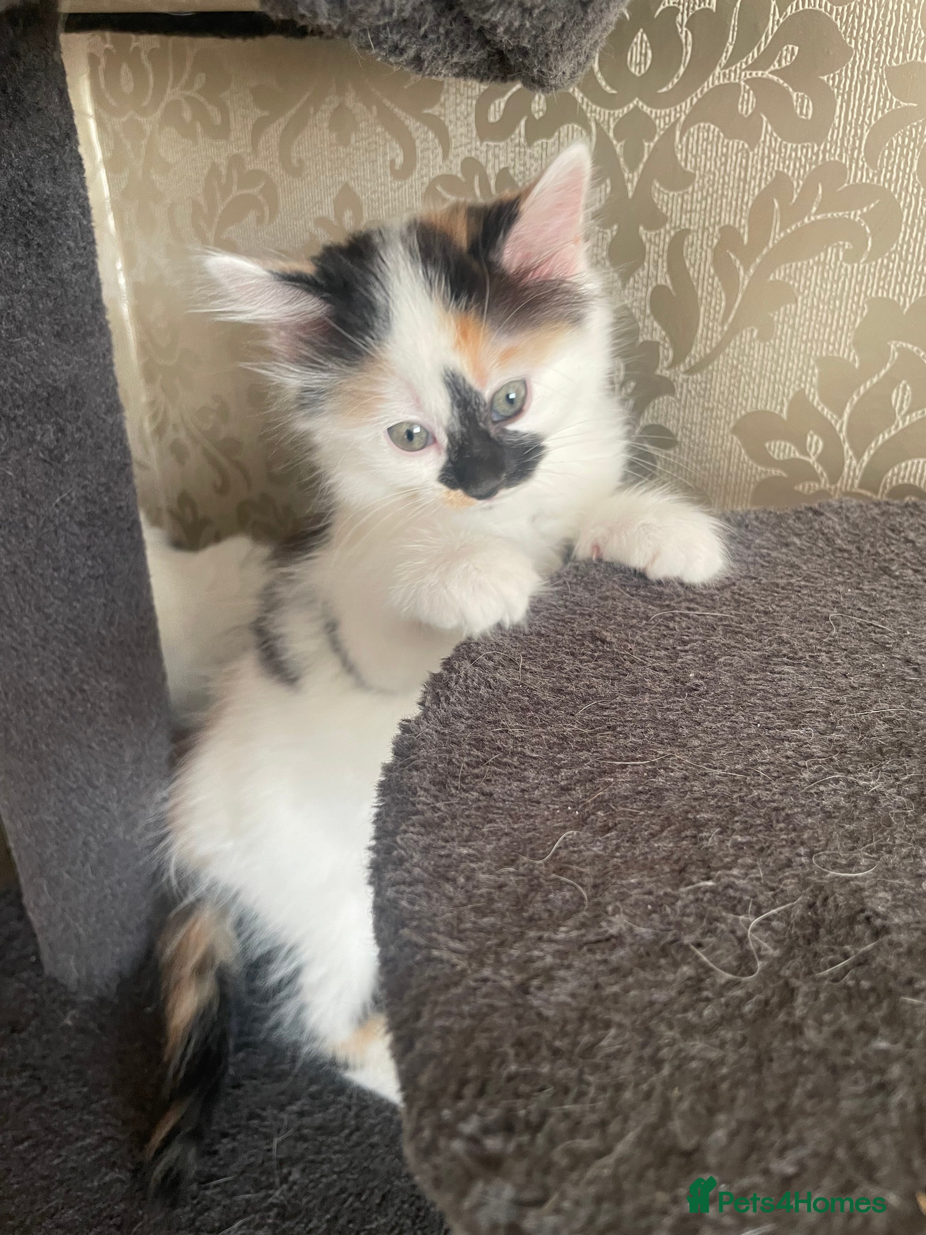 Mixed Breed cats 5 Gorgeous Kittens ready for their forever home  - Advert 2