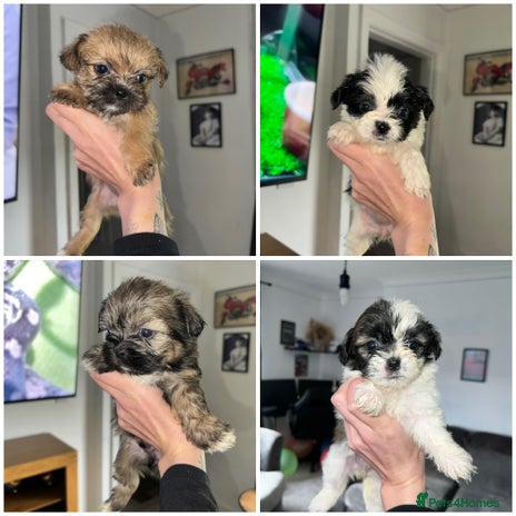 Zuchon dogs - Advert 1