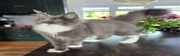 Maine Coon cats for sale: Maine Coon kittens, 2 girls , 1 boy  - Advert 6