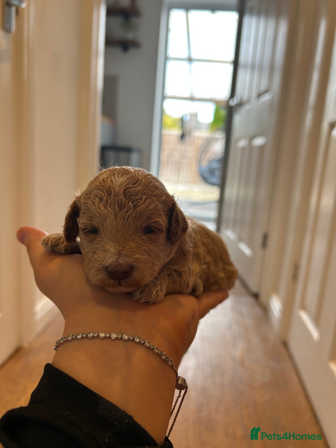 Cavapoo dogs for sale: Cavapoo Puppies for Sale - Image 28