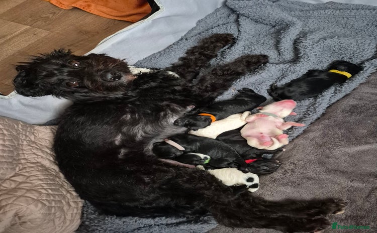 Mixed Breed dogs Gorgeous pup's for sale - Advert 9