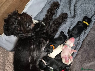 Mixed Breed dogs Gorgeous pup's for sale - Advert 6