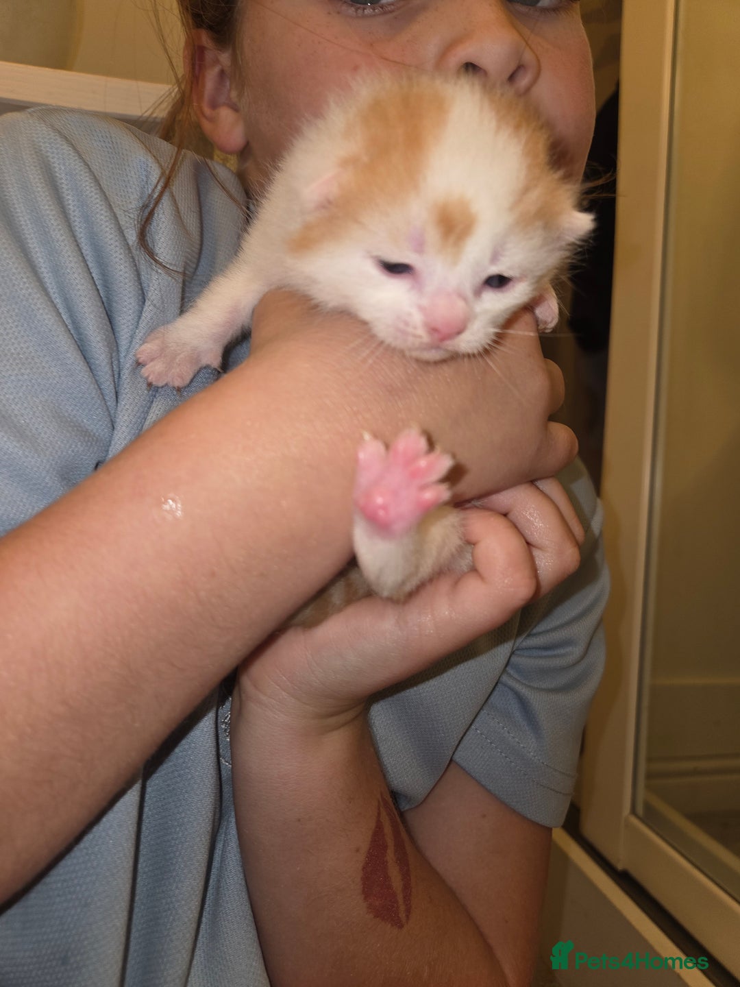 Domestic Shorthair cats for sale: 2 stunning kittens - Advert 3