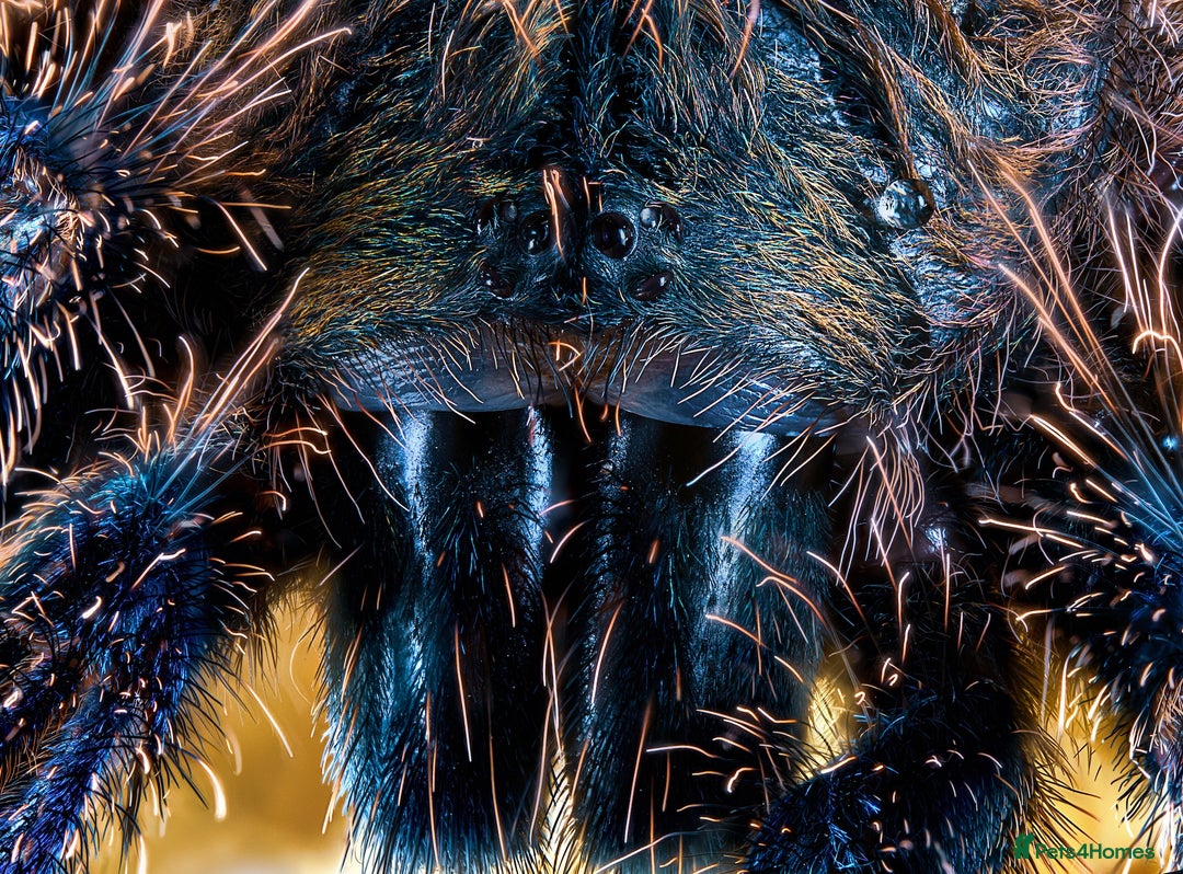 Tarantulas invertebrates for sale: Five species of rare tarantula - Advert 8