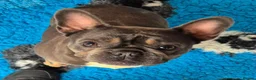 French Bulldog dogs for adoption: Stella - In Ayr Looking for a Home  - Advert 4