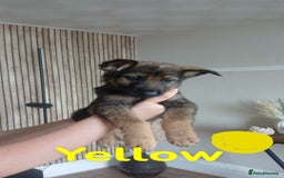 German Shepherd dogs for sale: 💥 chunky German Shepherd's 💥 - Image 2