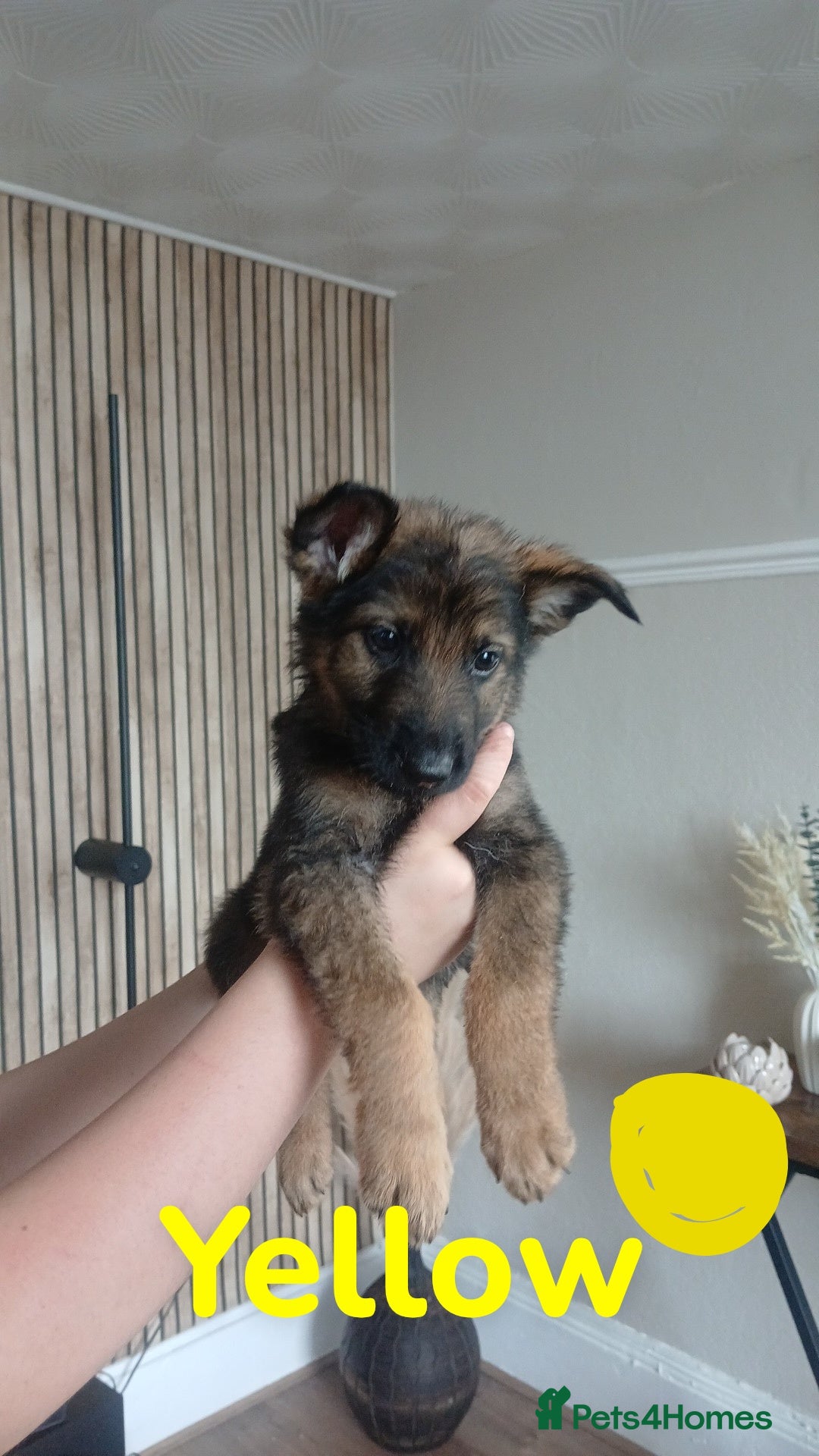 German Shepherd dogs for sale: 💥 chunky German Shepherd's 💥 - Image 2
