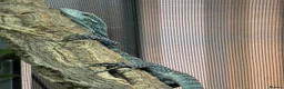 Monitor reptiles for sale: Blue Tree Monitor Male - Advert 6
