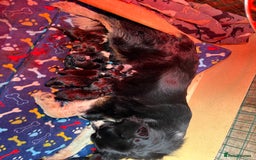 Border Collie dogs for sale: Border collie puppies  - Image 5