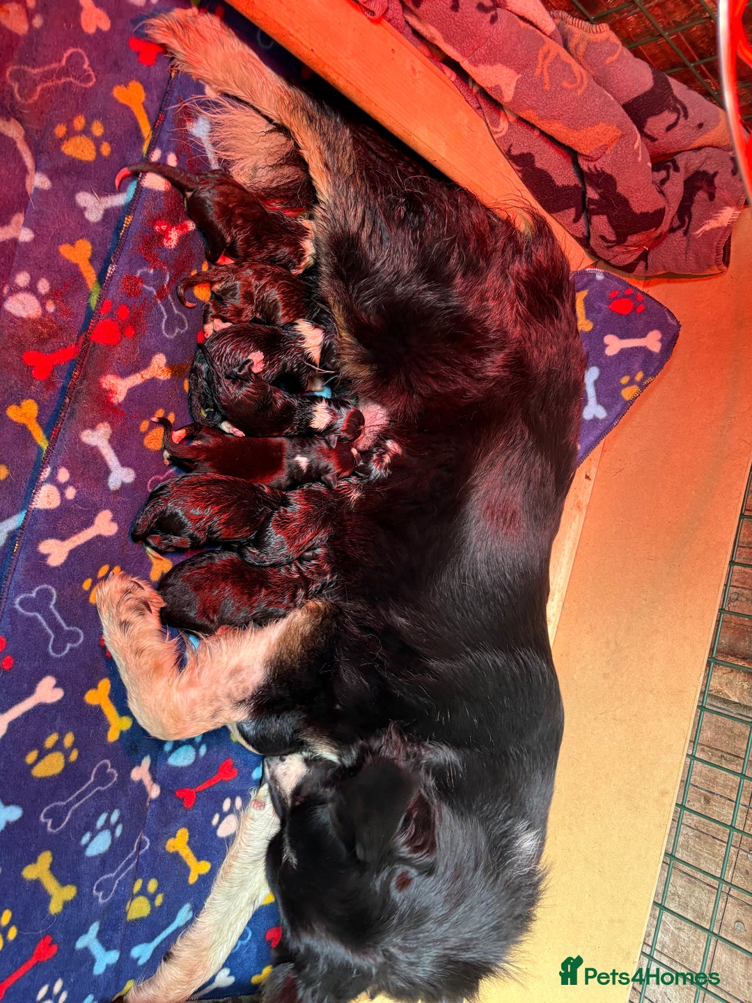 Border Collie dogs for sale: Border collie puppies  - Image 5