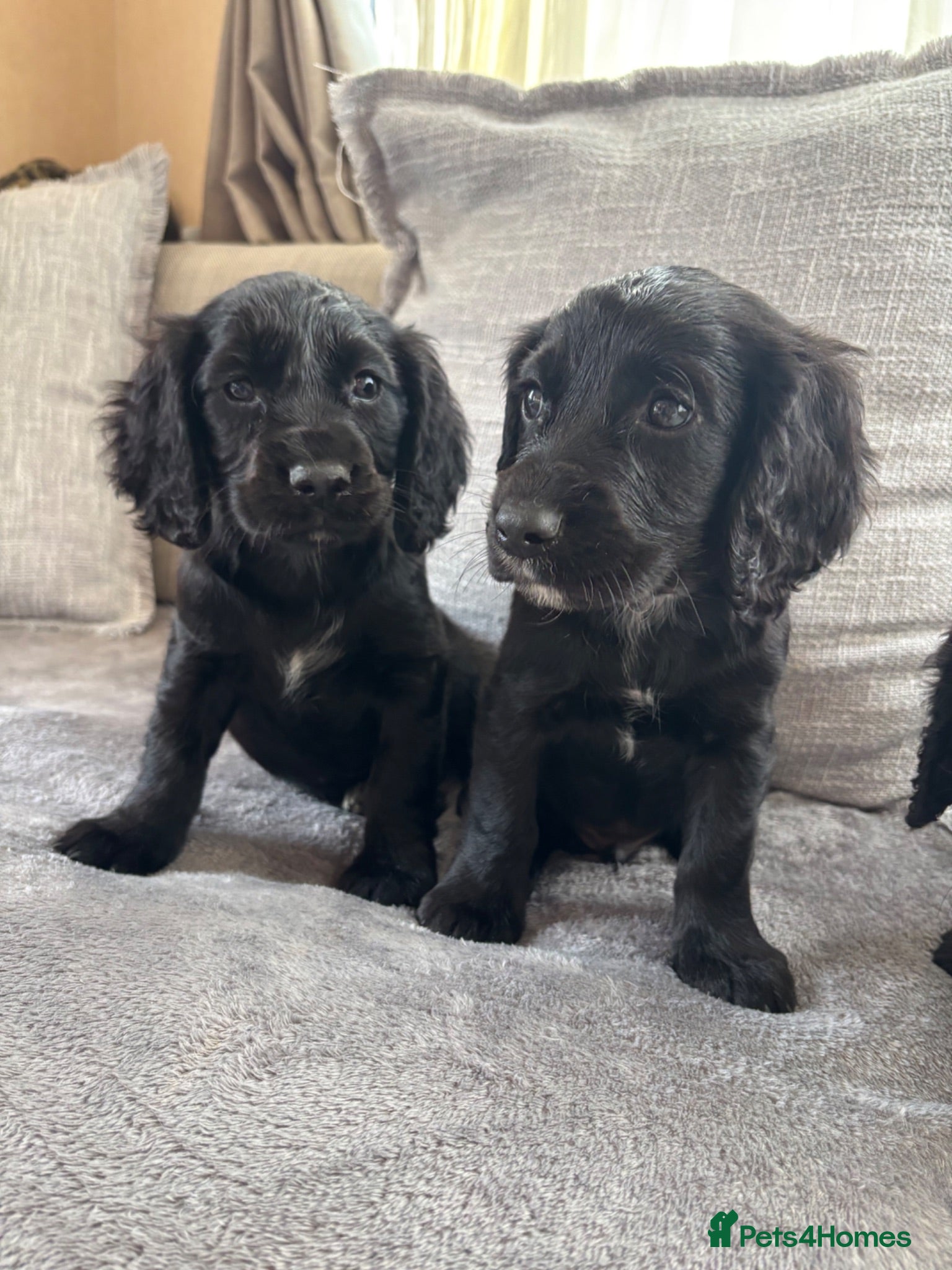 Sprocker dogs 🩵6 sprocker puppies 💜 - Advert 1