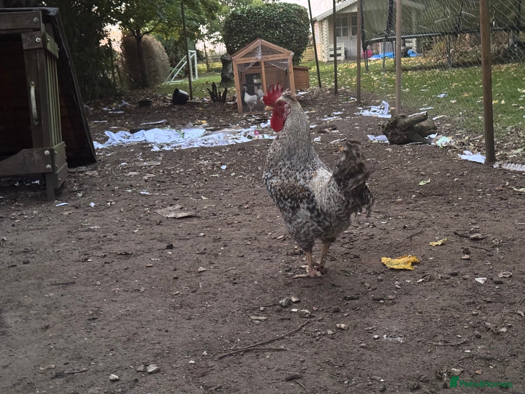 Chickens poultry for sale: Flock of Chickens - Image 7