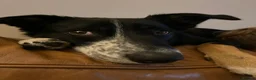 Smooth Collie dogs for sale: Collie smooth haired - Advert 3