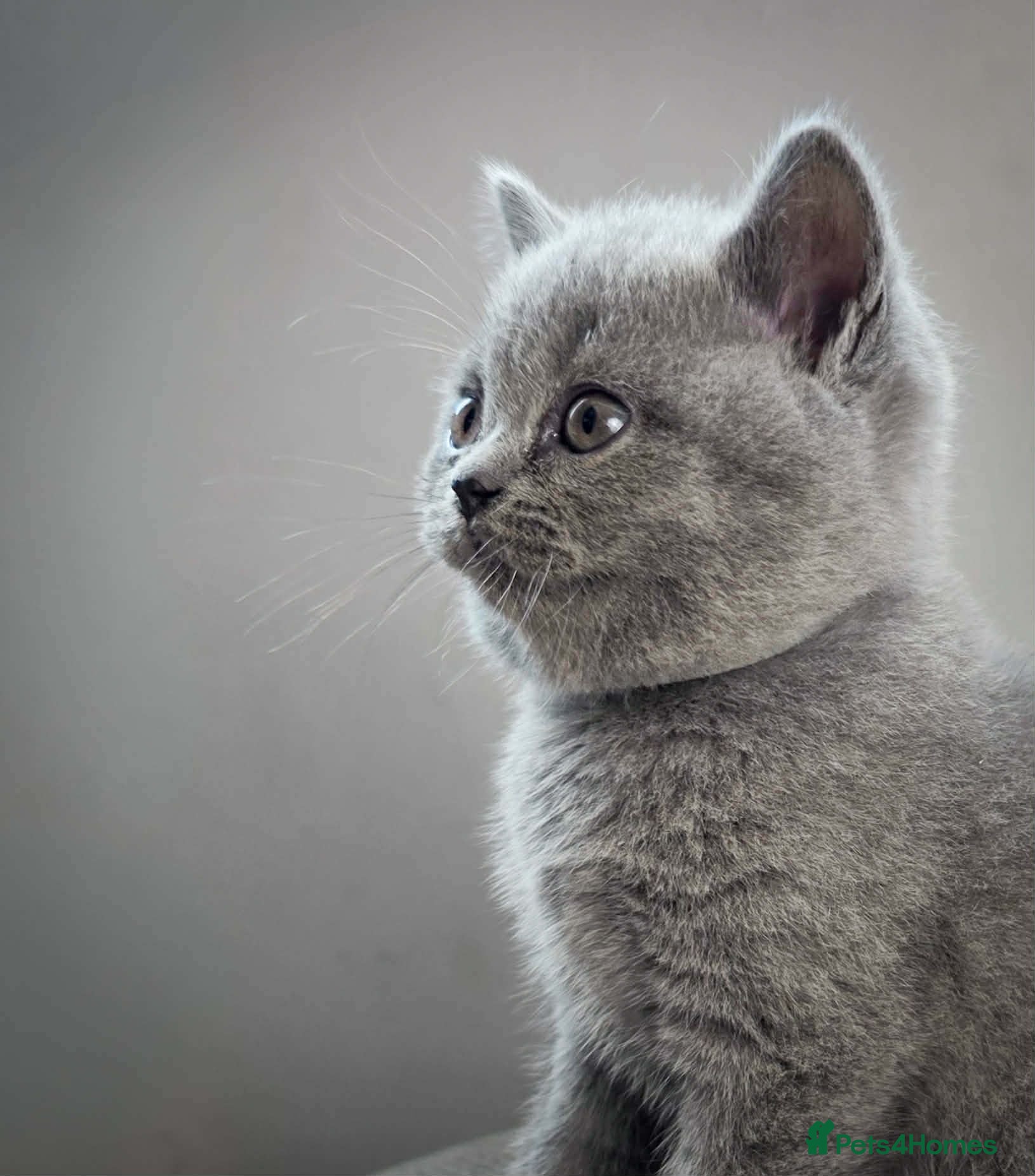 British Shorthair cats Pedigree british shorthair  - Advert 1