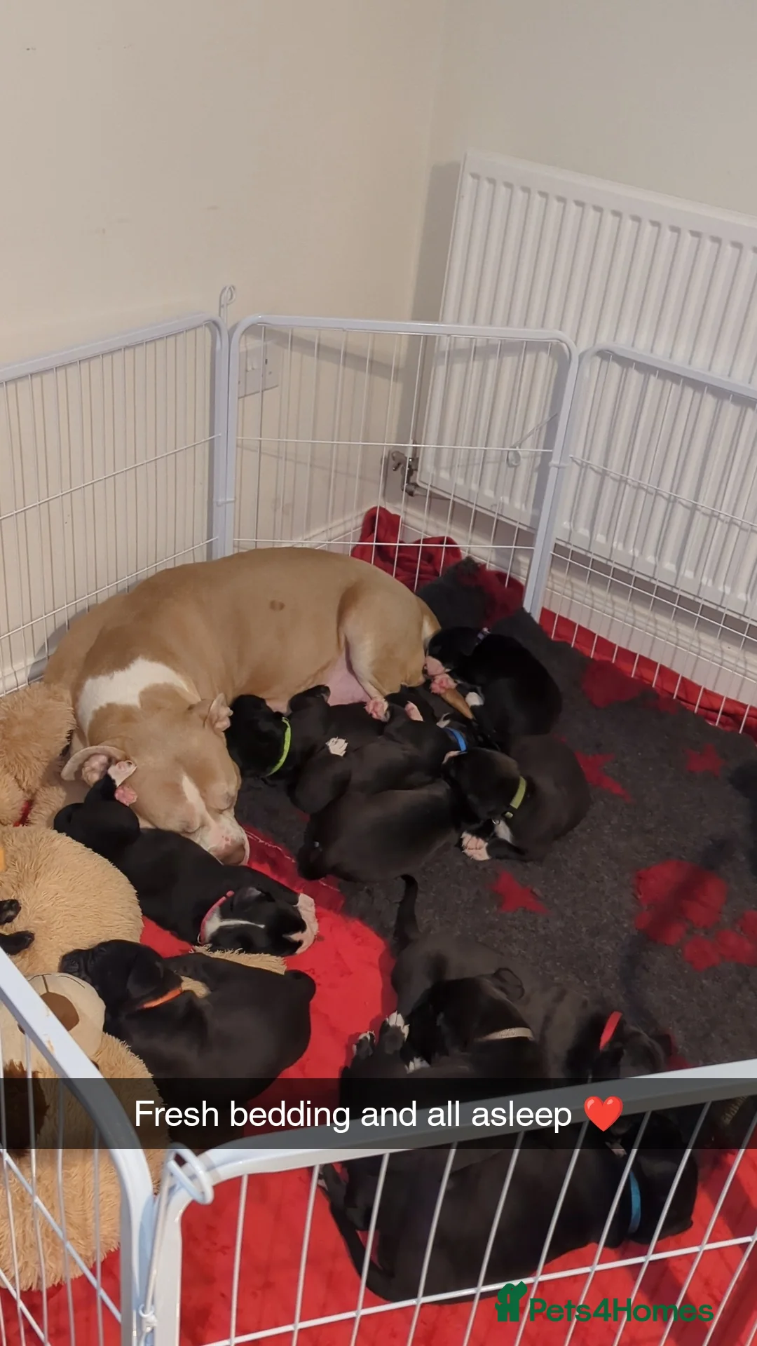 Mixed Breed dogs for sale: Bullador pups  - Advert 2