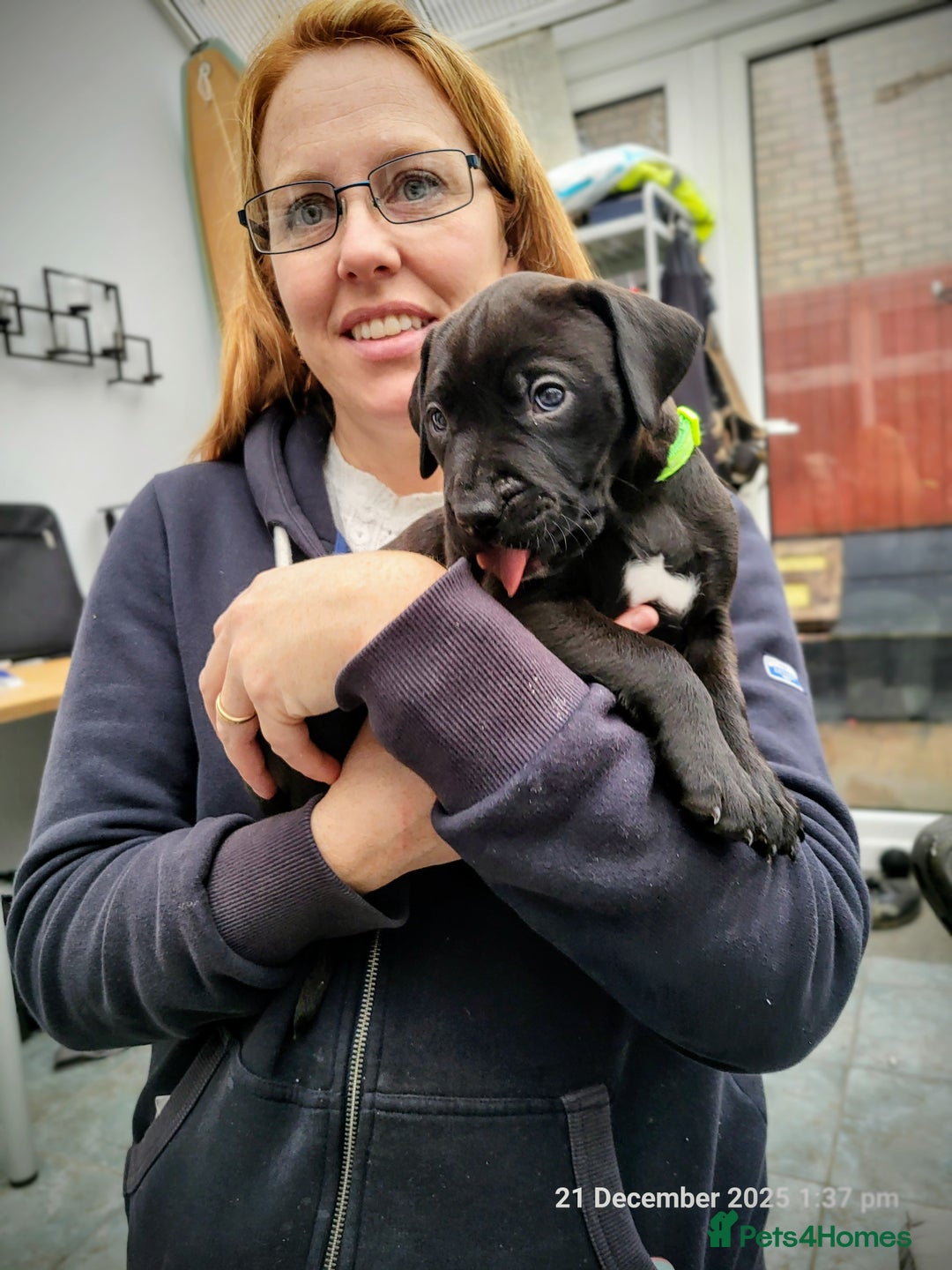 Mixed Breed dogs for sale: Alaunt type dogs - Advert 30