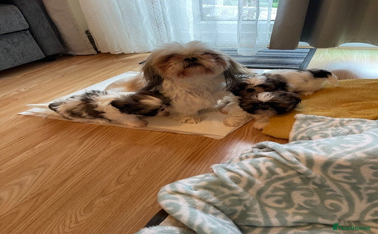 Shih Tzu dogs - Advert 3