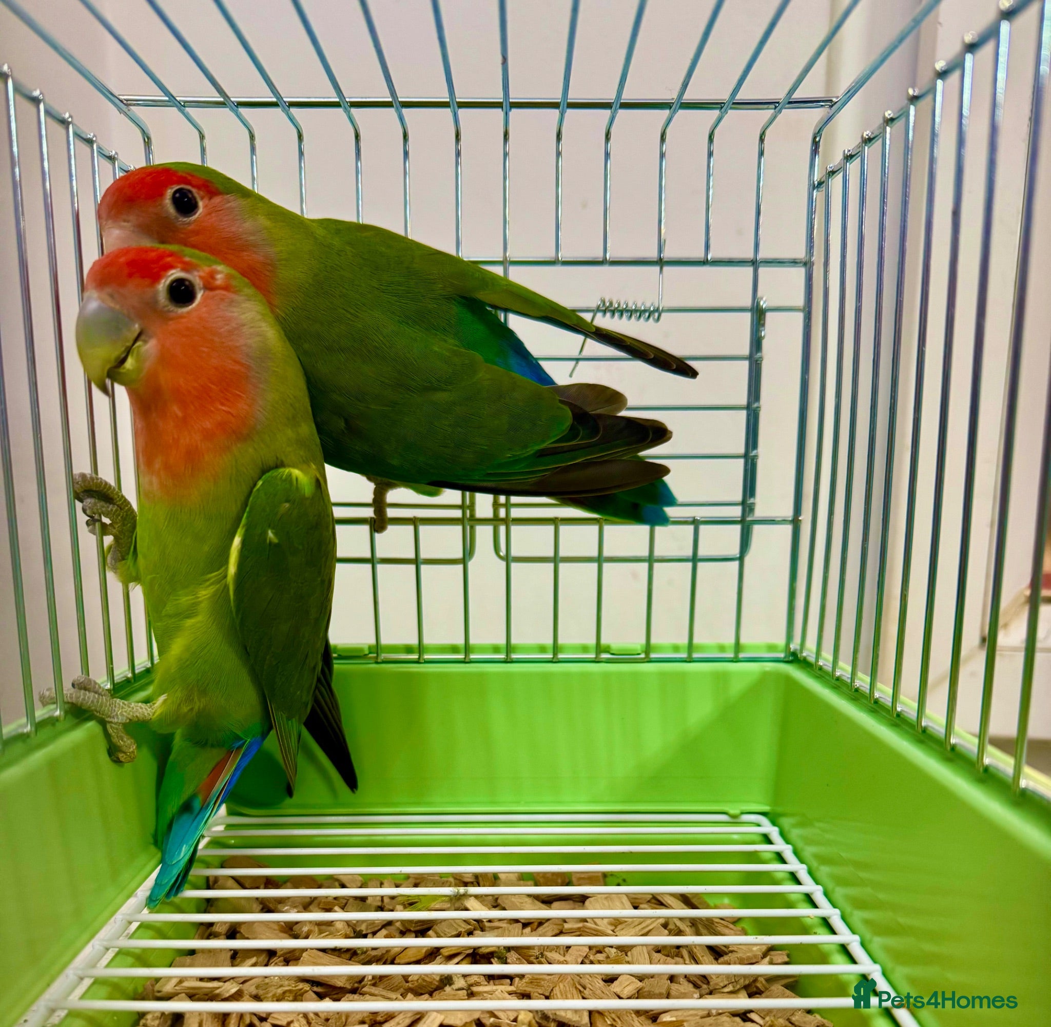 Lovebirds birds Peach Face Breeding Pair of Love Birds Peach Faced - Advert 1