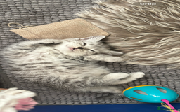 Mixed Breed cats for sale: Persian Chinchilla and British Shorthair  - Image 6