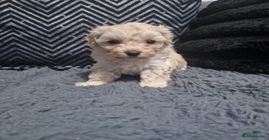 Maltipoo dogs Korean F1 Health tested Maltipoo puppies  - Advert 12