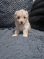 Maltipoo dogs Korean F1 Health tested Maltipoo puppies - Advert 5