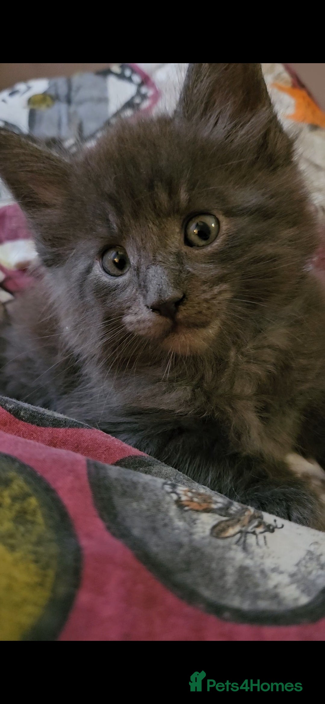 Maine Coon cats GCCF registered Blue  Maine coon litter  - Advert 5