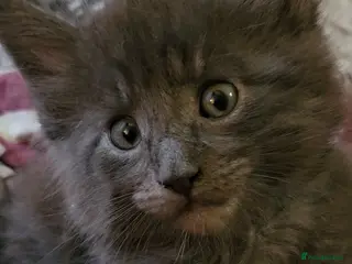 Maine Coon cats GCCF registered Blue Maine coon litter - Advert 15