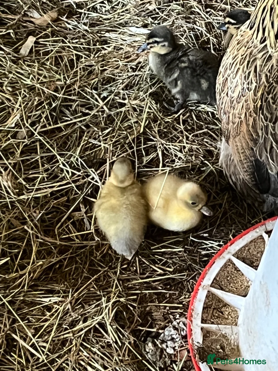 Ducks poultry for sale: Call ducklings  - Advert 1