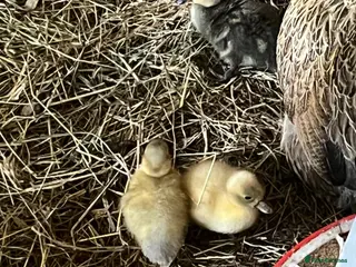 Ducks poultry Call ducklings - Advert 1