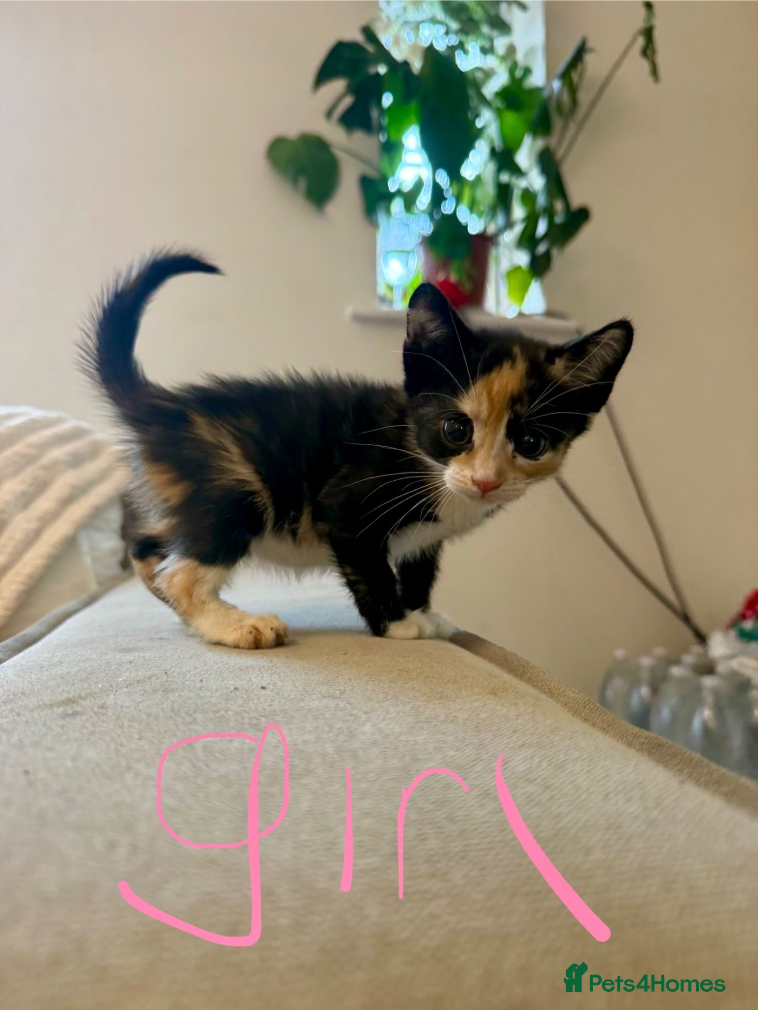 Mixed Breed cats Loving kittens 💖 - Advert 2