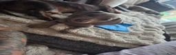 Miniature Dachshund dogs for sale: Blue/IsabellaTanMiniatureDachshund - READY - Advert 3