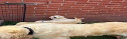Golden Retriever dogs for sale: Kc reg golden retriever puppies  - Advert 15