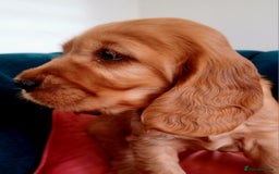 Cocker Spaniel dogs for sale: GOLDEN health tested show cocker spaniel pups - Image 17
