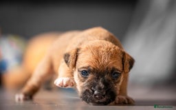 Mixed Breed dogs for sale: 6 Lakeland Cross Puppies for Sale - Image 13