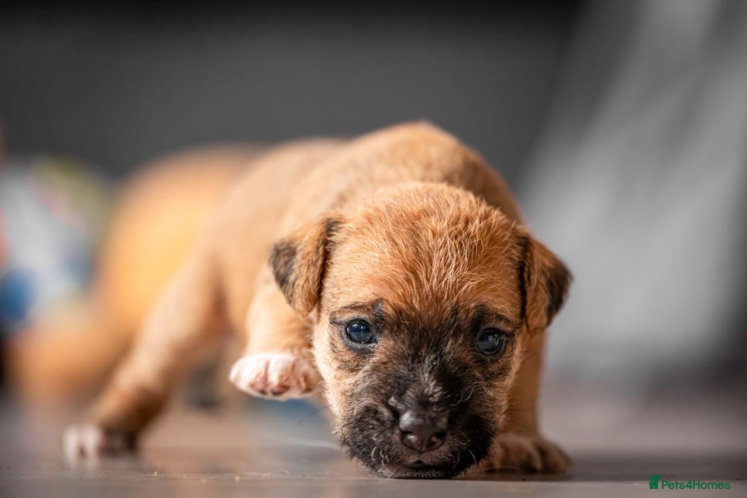 Mixed Breed dogs for sale: 6 Lakeland Cross Puppies for Sale - Image 13