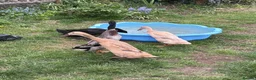 Ducks poultry for sale: 3 Female, 1 Drake Indian Runner Ducks in Cheltenham - Advert 2