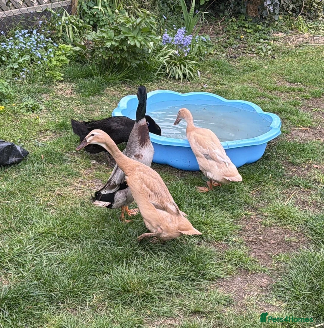Ducks poultry for sale: 3 Female, 1 Drake Indian Runner Ducks in Cheltenham - Advert 2