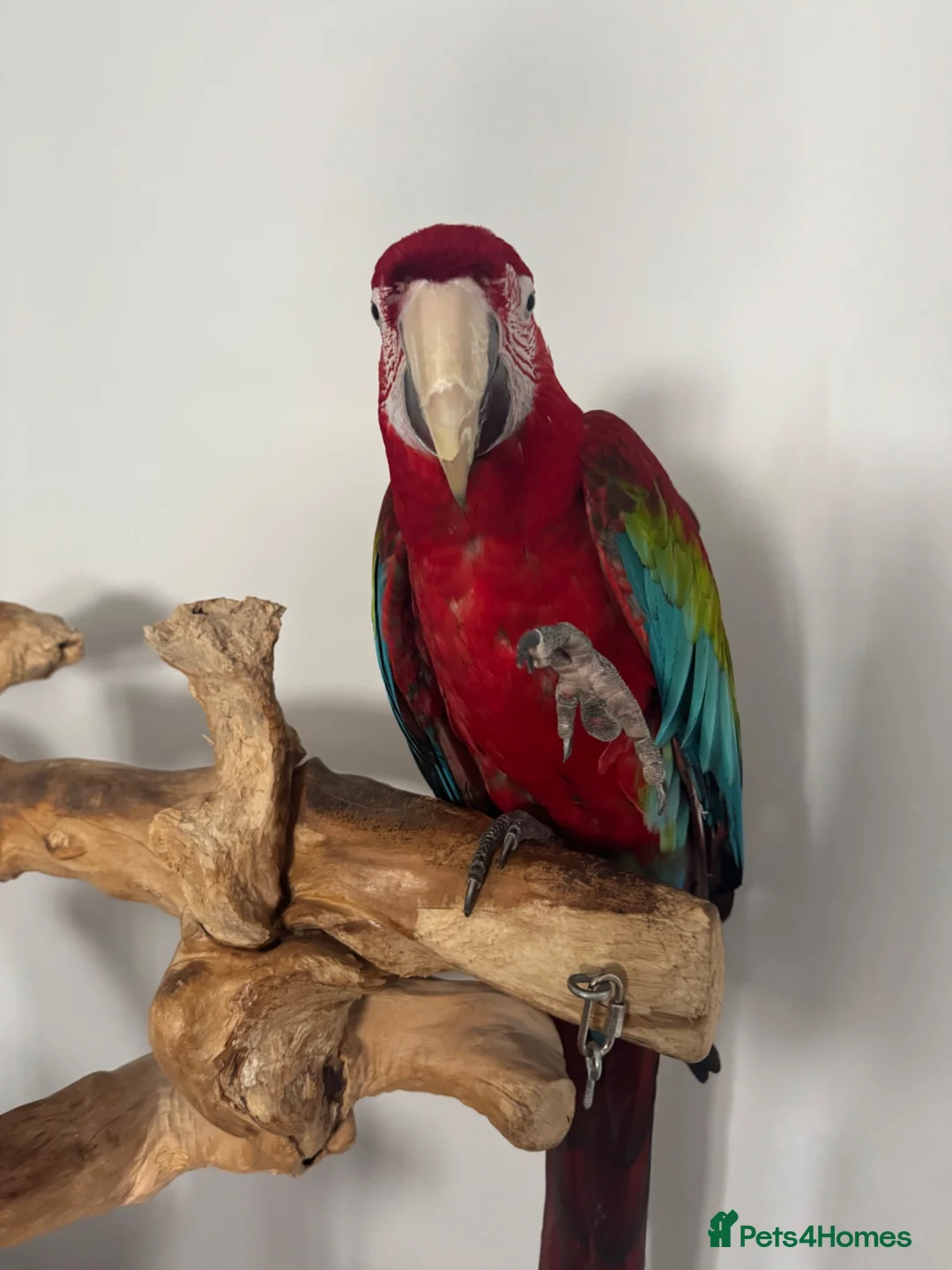 Macaws birds for sale: Green Winged Macaw - Advert 2