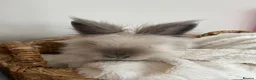 Lionhead rabbits for sale: Lionhead Bunnies  - Advert 11