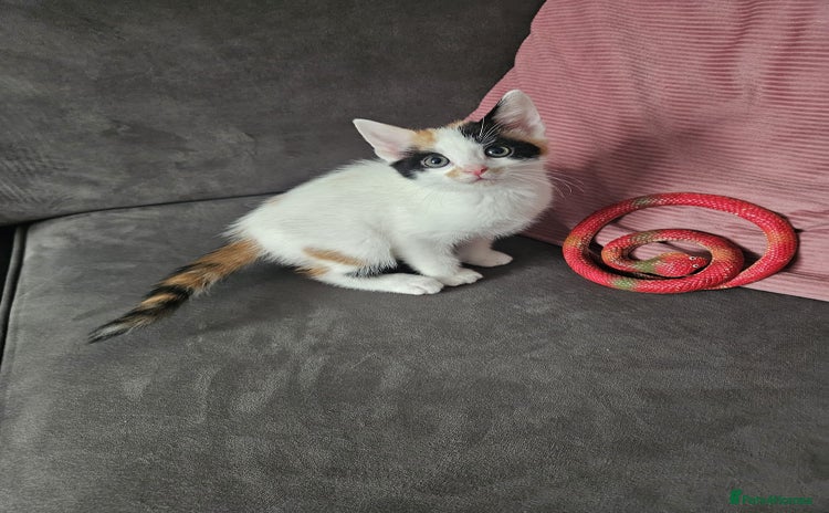 Mixed Breed cats - Advert 3