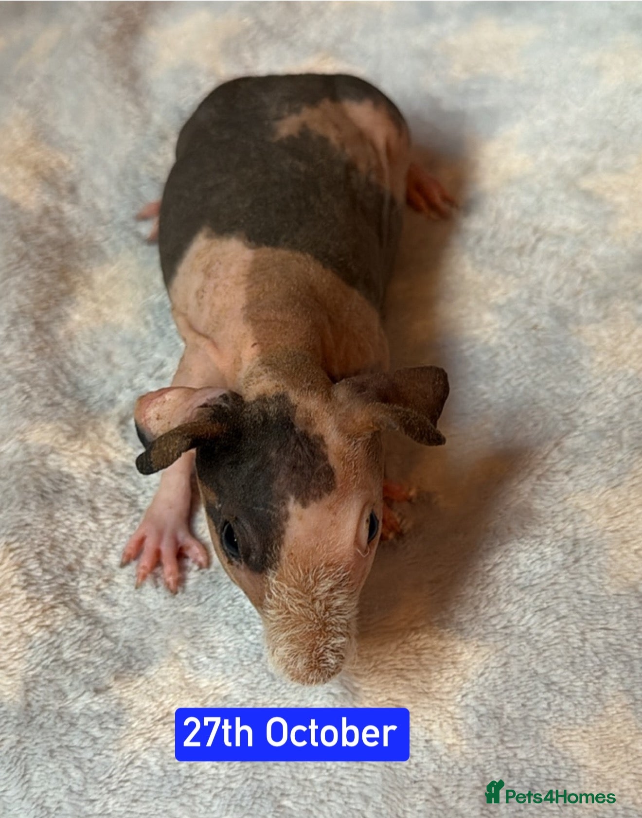 Guinea Pig rodents Skinny/Guinea Pigs - Advert 2