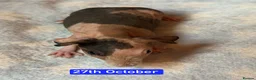 Guinea Pig rodents for sale: Skinny/Guinea Pigs - Advert 3