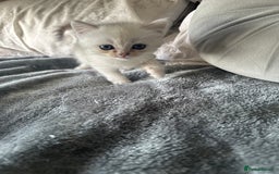 Persian cats for sale: Beautiful British shorthair silver tip mix breed - Image 4
