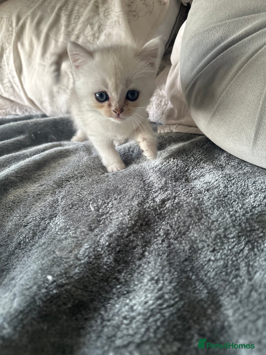 Persian cats for sale: Beautiful British shorthair silver tip mix breed - Image 4