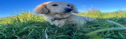 Miniature Dachshund dogs for stud: Kc registered English cream miniature dachshund  - Advert 1